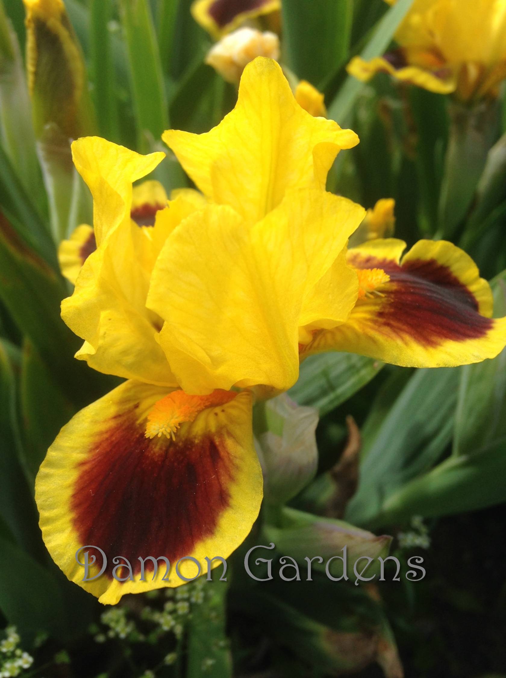 Iris Fireplace Embers